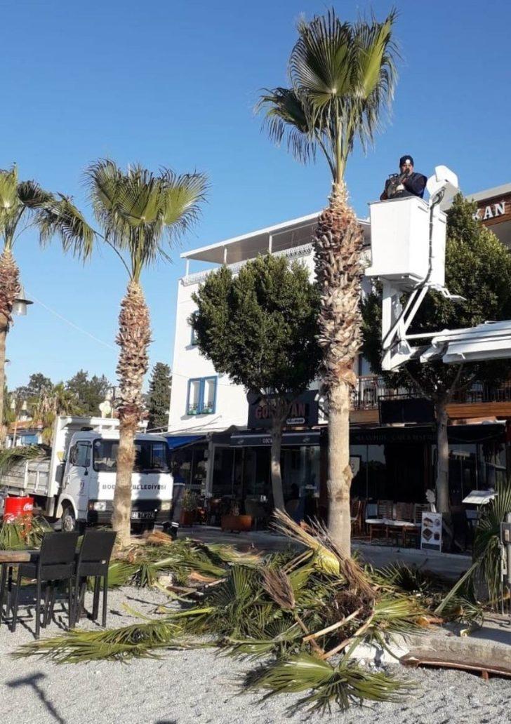 Bodrum’da palmiye ağaçlarına kışlık bakım başladı G3