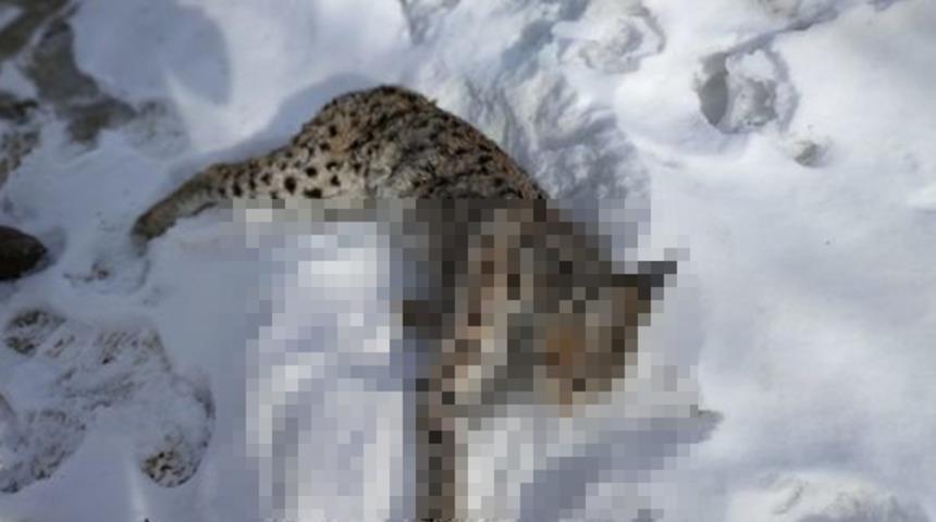 Nesli tükenme tehlikesiyle karşı karşıya! Ölü bulundu