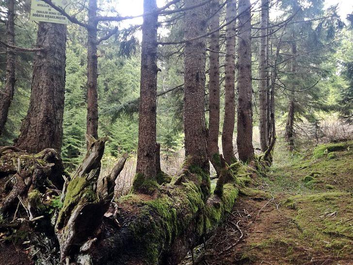 Ordu'daki 300 yıllık ladin şaşırtıyor! Gövdesinden 17 ağaç yetişti G1