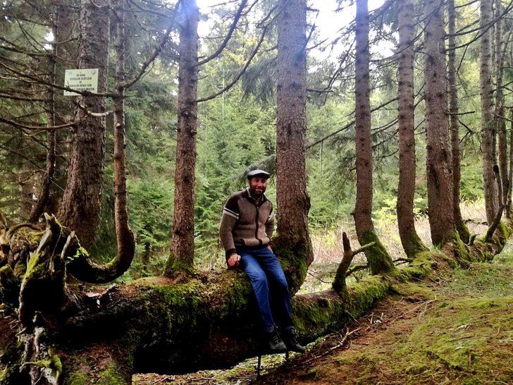 Ordu'daki 300 yıllık ladin şaşırtıyor! Gövdesinden 17 ağaç yetişti G3