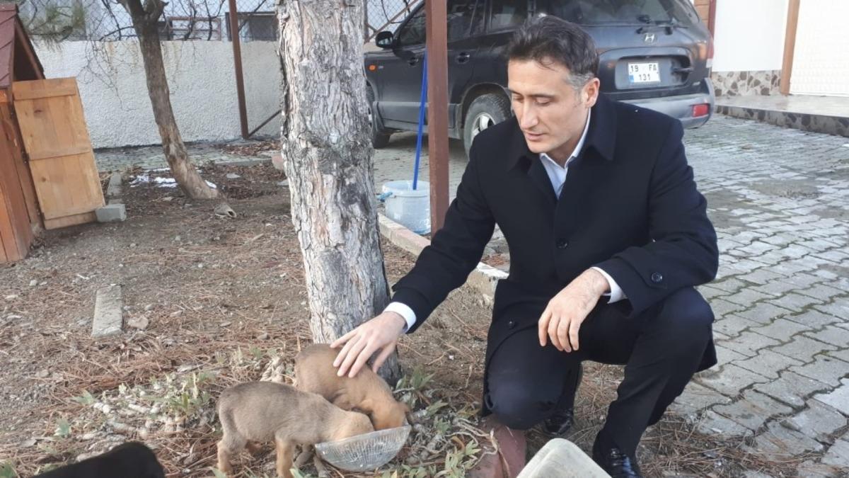 &Ouml;lmek &uuml;zere bulduğu k&ouml;pekleri sahiplenen kaymakam g&ouml;n&uuml;lleri fethetti