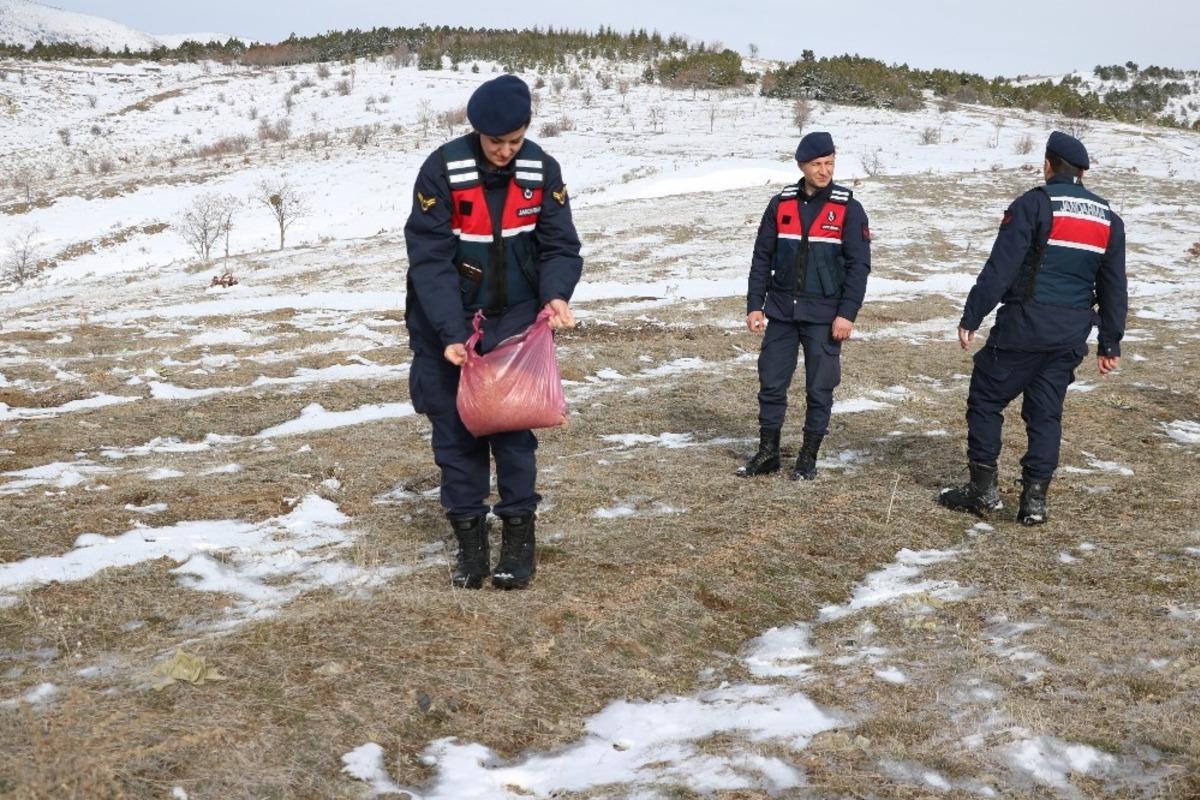 Jandarma yaban hayvanları i&ccedil;in doğaya yem bıraktı