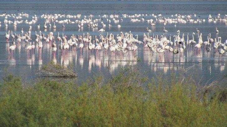 Milli park kuş cenneti oldu G1