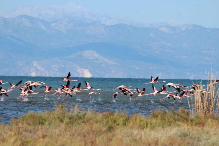 Milli park kuş cenneti oldu G2