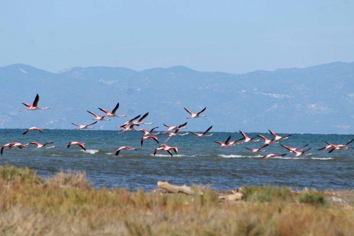 Milli park kuş cenneti oldu G3