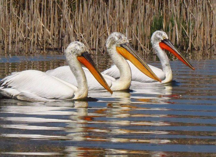 Milli park kuş cenneti oldu G4