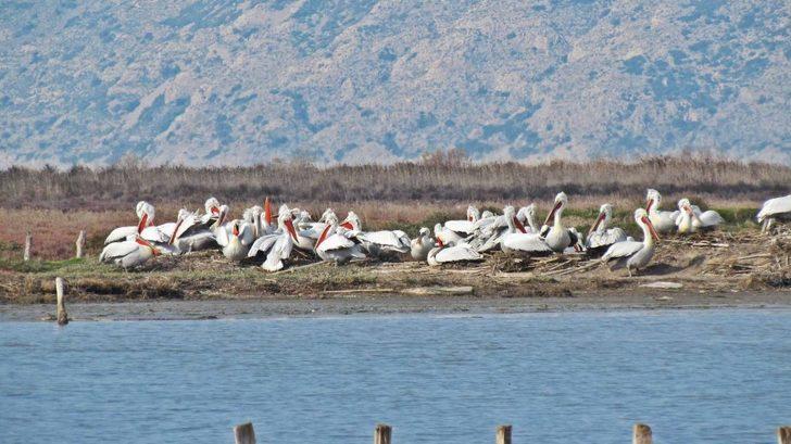 Milli park kuş cenneti oldu G5