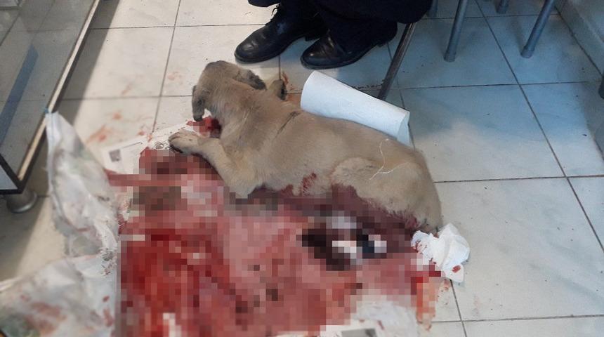 Kanlar içinde yolda bulduğu köpeği tedavi ettirip sahiplendi