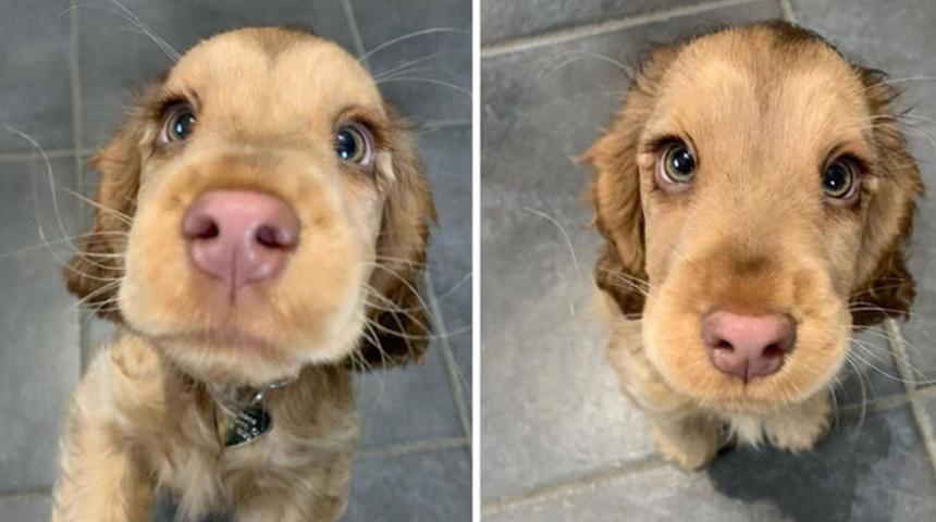 Dünya bu 'tatlılığı' konuşuyor! 