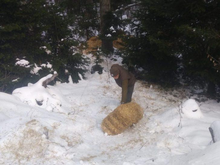 Karda aç kalan yaban hayvanları için ormana yem bırakıldı G1