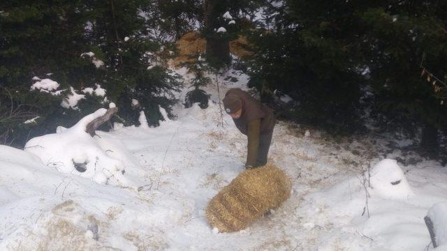 Karda aç kalan yaban hayvanları için ormana yem bırakıldı