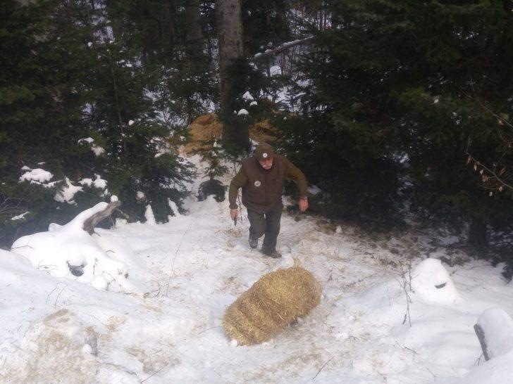 Karda aç kalan yaban hayvanları için ormana yem bırakıldı G2