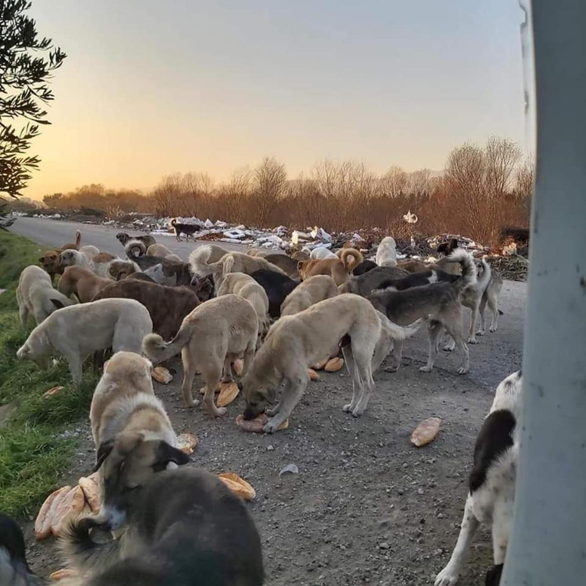 Esnaf Odası&rsquo;ndan sokaktaki dostlarımıza destek