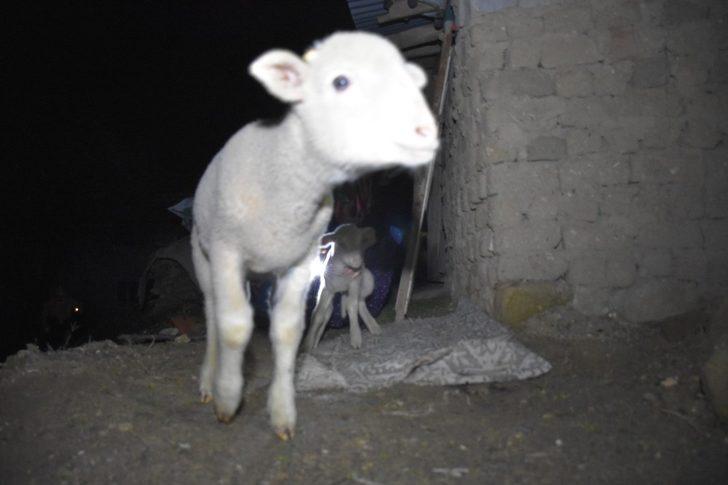 Ahır yandı, kuzular diri diri yanmaktan son anda kurtarıldı G2