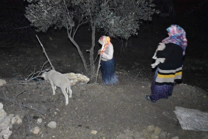 Ahır yandı, kuzular diri diri yanmaktan son anda kurtarıldı G3