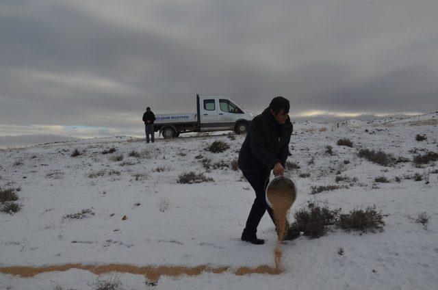 Gülşehir Belediye ekipleri yaban hayvanları unutmadı