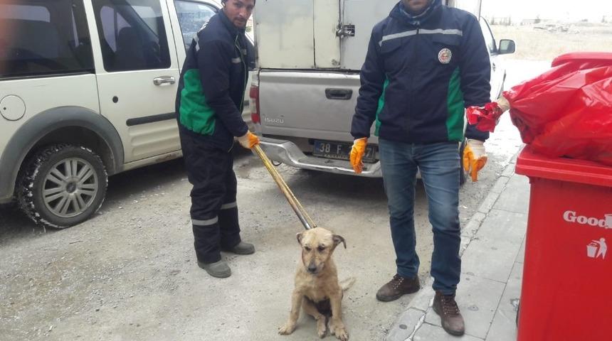 Aracın &ccedil;arptığı k&ouml;pek Hayvan Hastanesi&rsquo;nde tedavi altına alındı