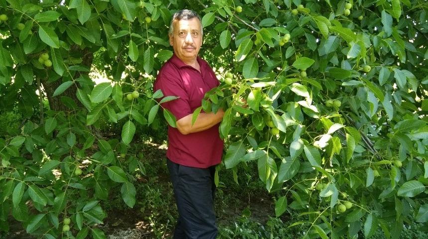 K&uuml;tahya&rsquo;da ceviz &uuml;retimi 4 bin 425 ton olarak ger&ccedil;ekleşti