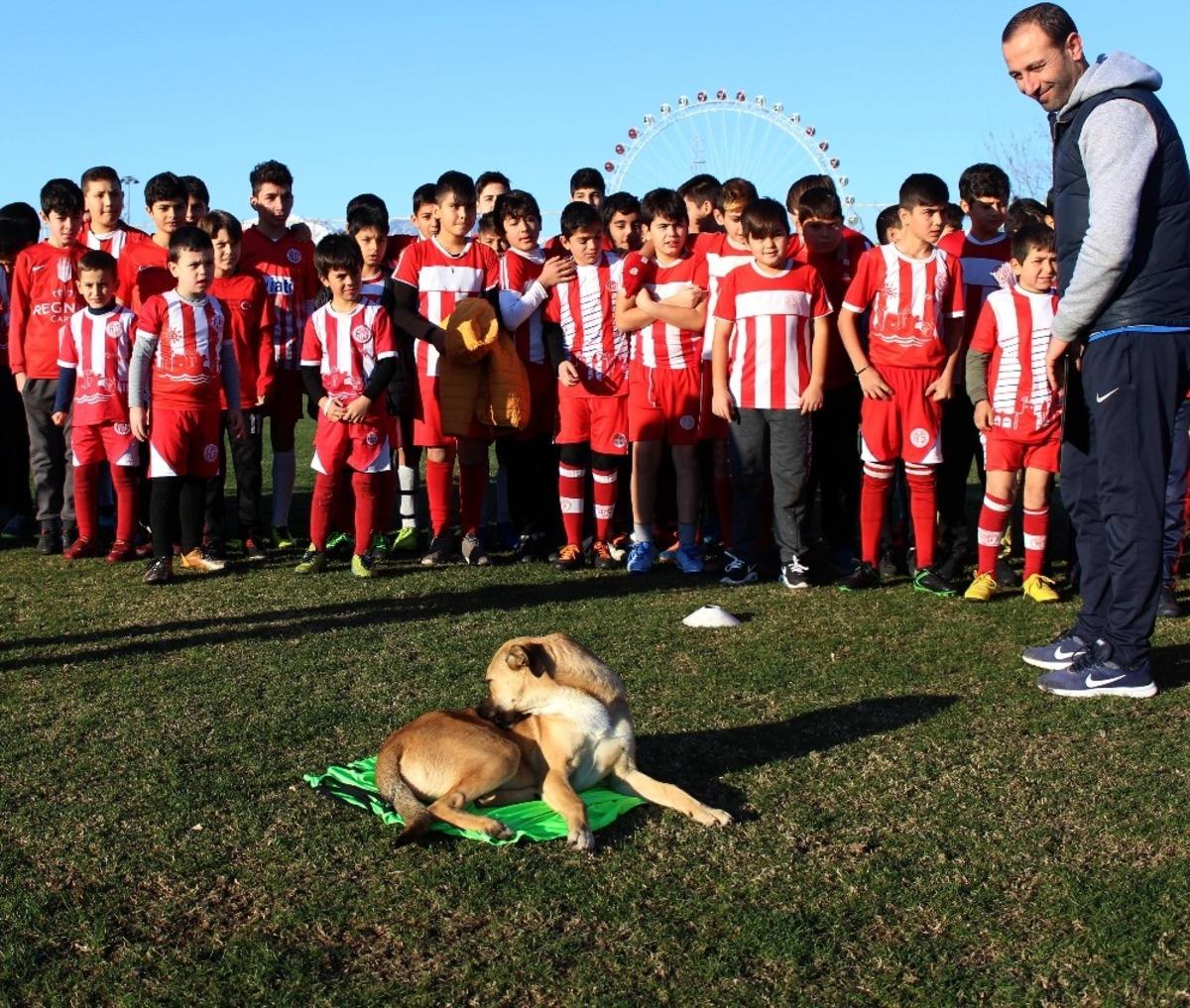 Minik kramponlar i&ccedil;in s&ouml;mestr turnuvası