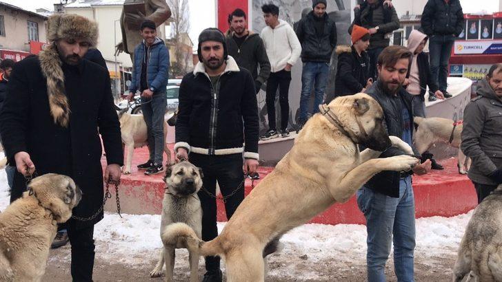 Kangal köpeğini alan geldi! G1