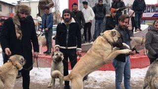 Kangal köpeğini alan geldi!