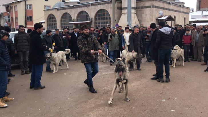 Kangal köpeğini alan geldi! G2