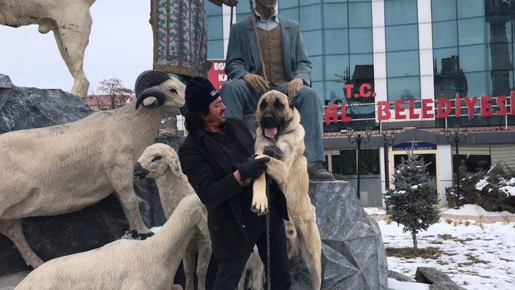 Kangal köpeğini alan geldi! G3