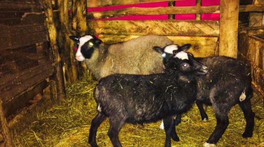 Giresun&rsquo;da "Ramanov" koyunları &ccedil;oğalıyor