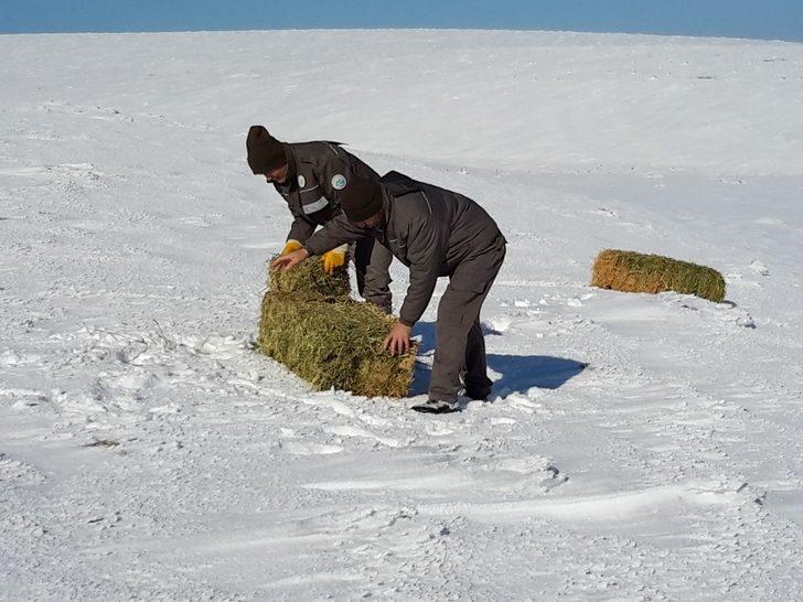 Yaban hayvanları için doğaya 1 ton kuru yonca bırakıldı G2