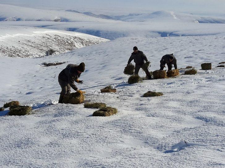 Yaban hayvanları için doğaya 1 ton kuru yonca bırakıldı G3