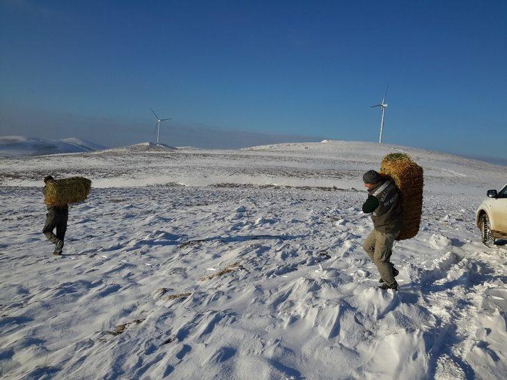 Yaban hayvanları için doğaya 1 ton kuru yonca bırakıldı G4