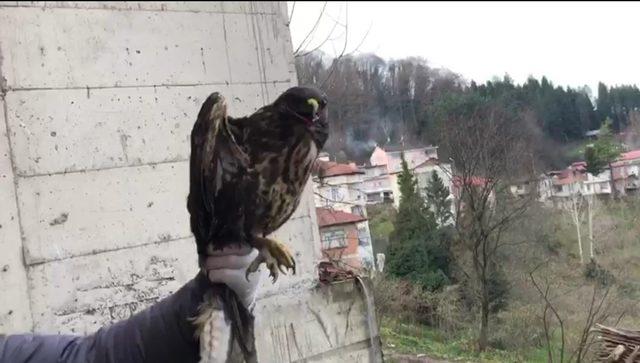 Tedavisi tamamlanan şahin doğayla buluştu