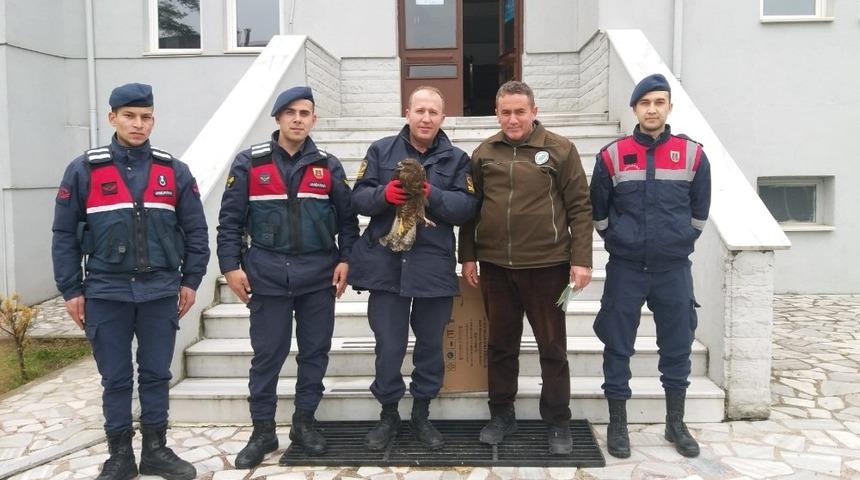 Tedavisi tamamlanan şahin doğayla buluştu