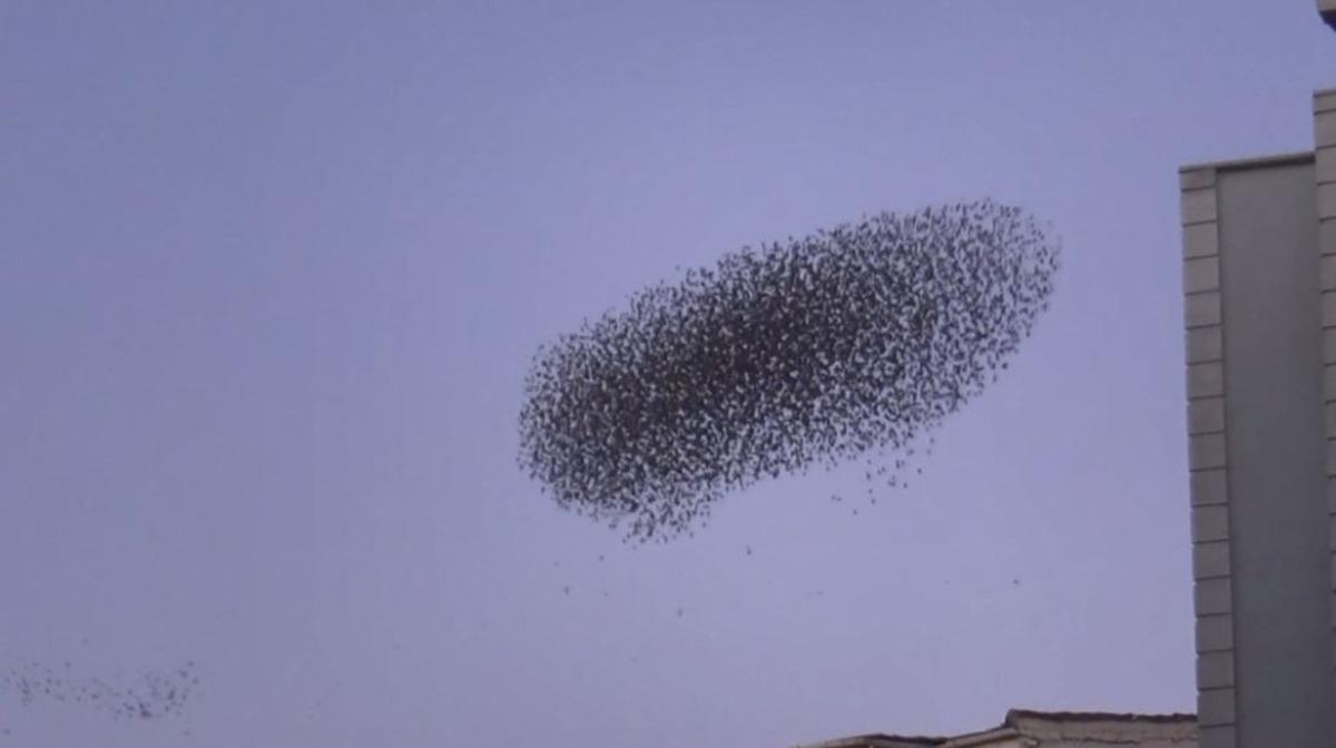 Binlerce sığırcığın g&ouml;ky&uuml;z&uuml;ndeki dansı mest etti