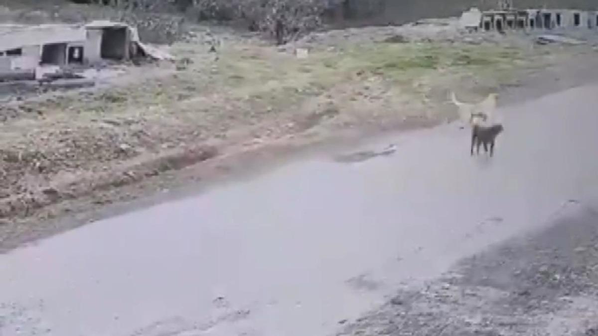 Pendik'te k&ouml;peği ezen belediye &ccedil;alışanı işten &ccedil;ıkarıldı; o anlar kamerada