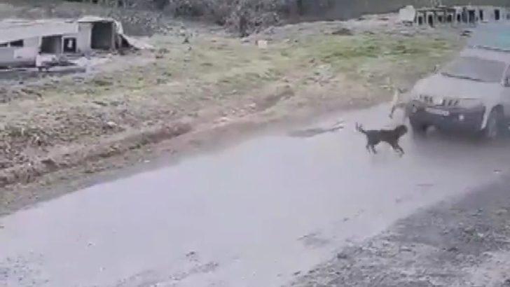 Pendik'te köpeği ezen belediye çalışanı işten çıkarıldı; o anlar kamerada G2