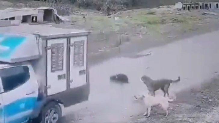 Pendik'te köpeği ezen belediye çalışanı işten çıkarıldı; o anlar kamerada G3