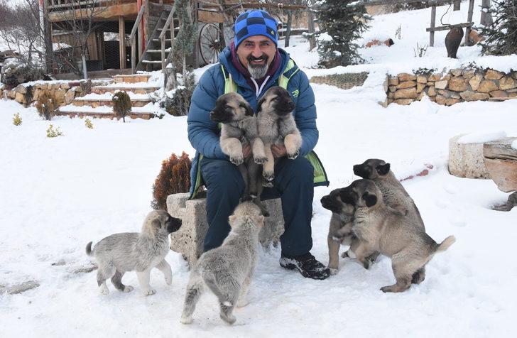 Dünyanın ilgisini çeken kangal köpekleri nasıl beslenmeli? G1
