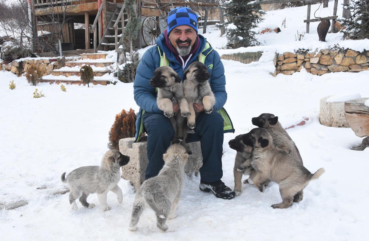 D&uuml;nyanın ilgisini &ccedil;eken kangal k&ouml;pekleri nasıl beslenmeli?