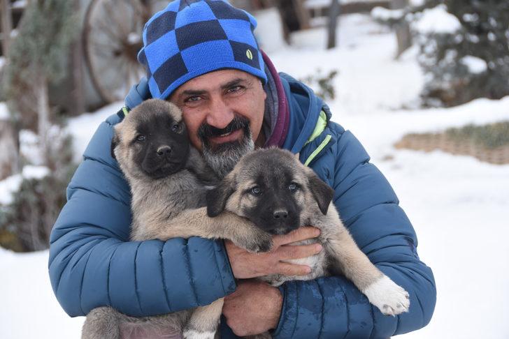 Dünyanın ilgisini çeken kangal köpekleri nasıl beslenmeli? G2
