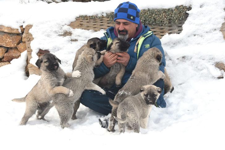 Dünyanın ilgisini çeken kangal köpekleri nasıl beslenmeli? G3