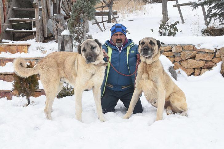 Dünyanın ilgisini çeken kangal köpekleri nasıl beslenmeli? G4