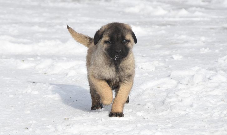Dünyanın ilgisini çeken kangal köpekleri nasıl beslenmeli? G5