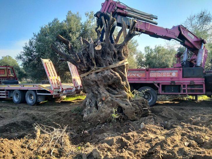 Bin yıldır oradaydı! Edremit'in ünlü zeytin ağacının yeri değişti G2