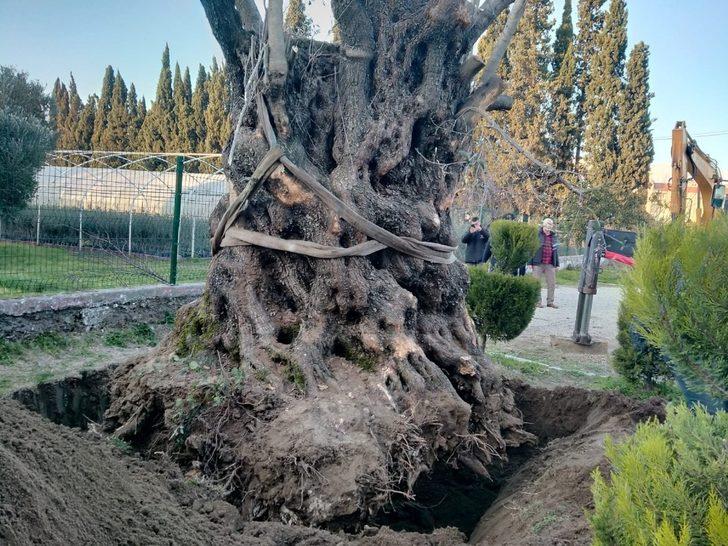 Bin yıldır oradaydı! Edremit'in ünlü zeytin ağacının yeri değişti G3