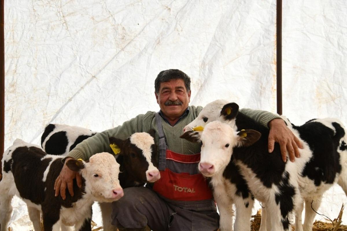 Besicinin &ccedil;ifte ikiz buzağı sevinci