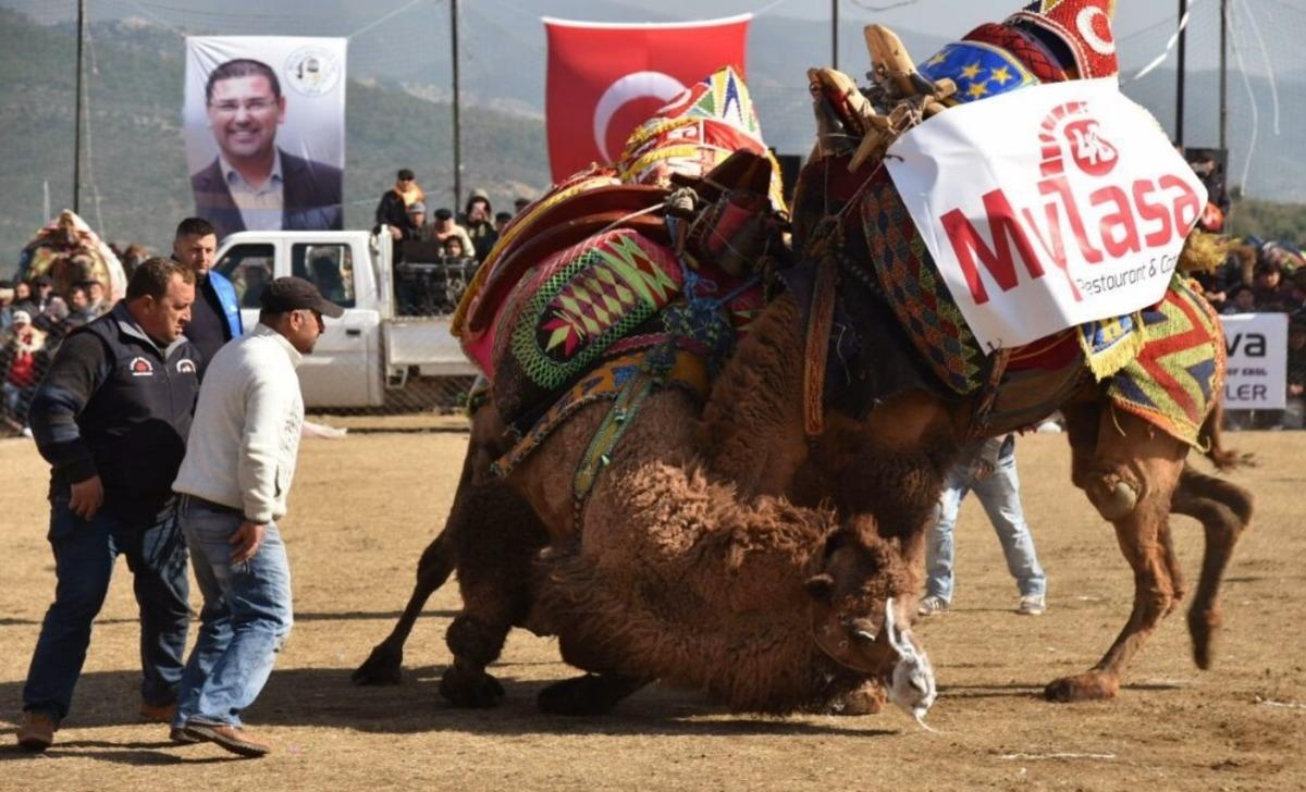 Egenin namlı develeri Selimiye&rsquo;de buluşacak