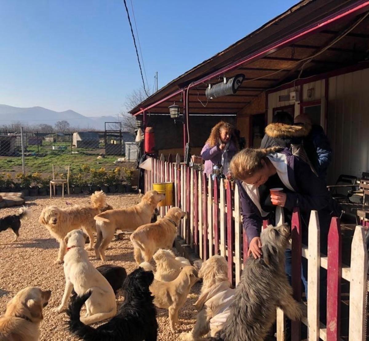 &Ouml;zhan G&ouml;n&uuml;ll&uuml;leri&rsquo;nden sokak hayvanlarına destek