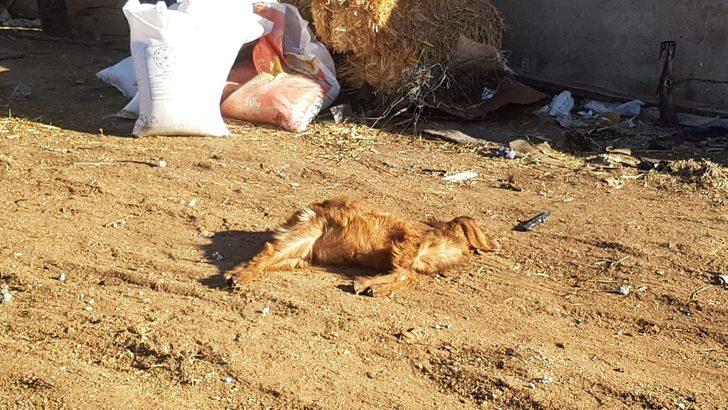 Kahramanmaraş'ı fırtına vurdu! Çatılar uçtu, hayvanlar telef oldu, araç kullanılamaz hale geldi G3