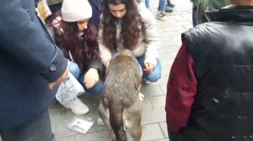 Aracın çarptığı iddia edilen köpeğe vatandaşlardan şefkat eli